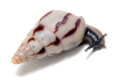 Limicolaria agathina Nigeria subadult